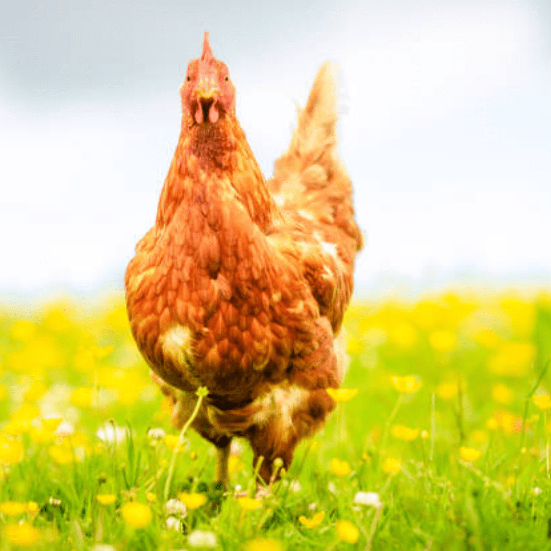 The Best Egg-Laying Chicken Breeds for Your Backyard Flock!