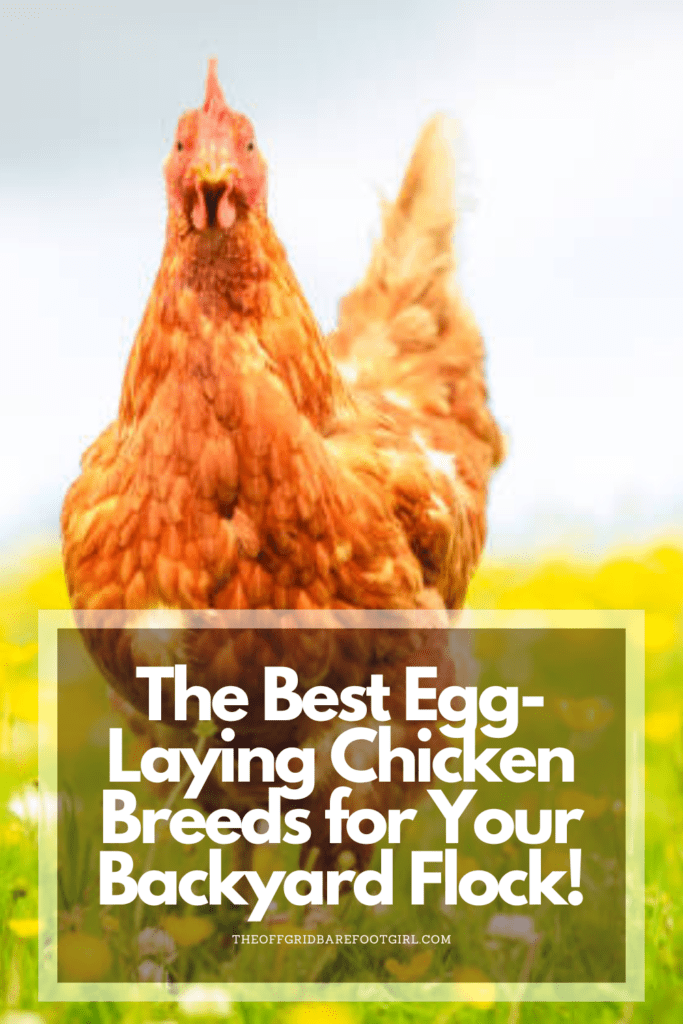 Image illustrates a Pinterest pin of the best egg laying chickens.