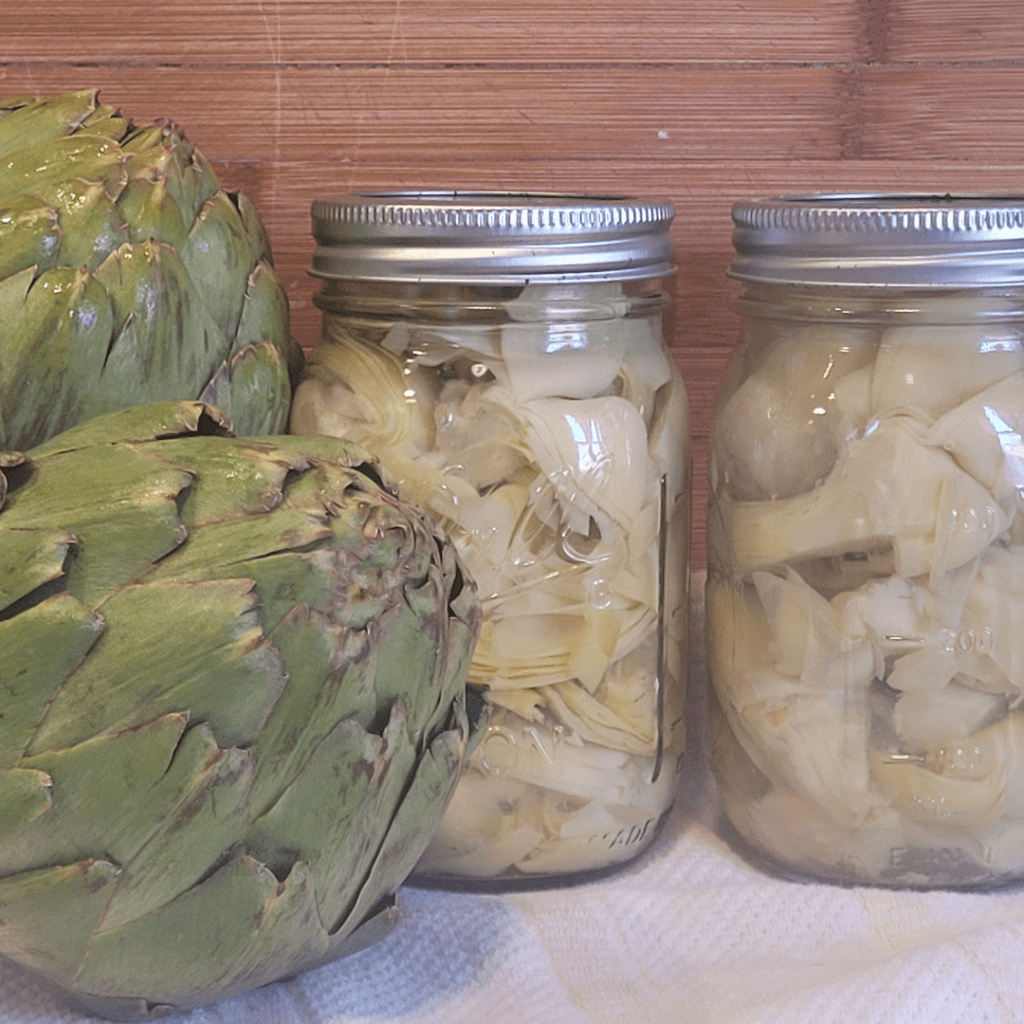 Image illustrates canned artichokes for how to can artichokes.