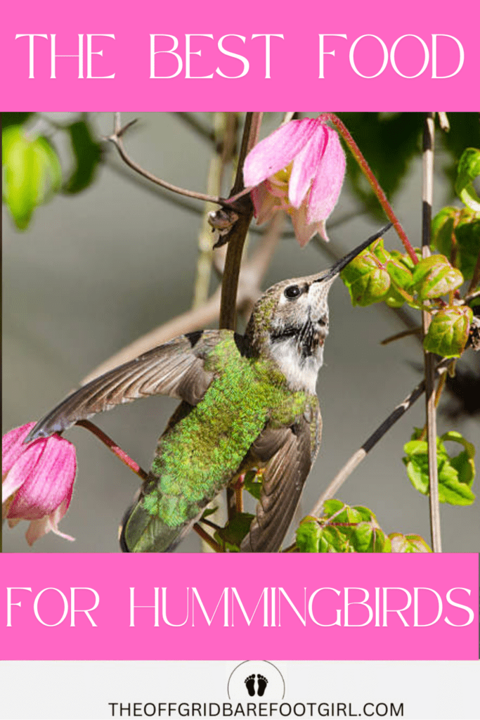 Image illustrates hummingbird recipe food.