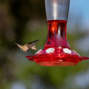 Image illustrates hummingbird recipe food.