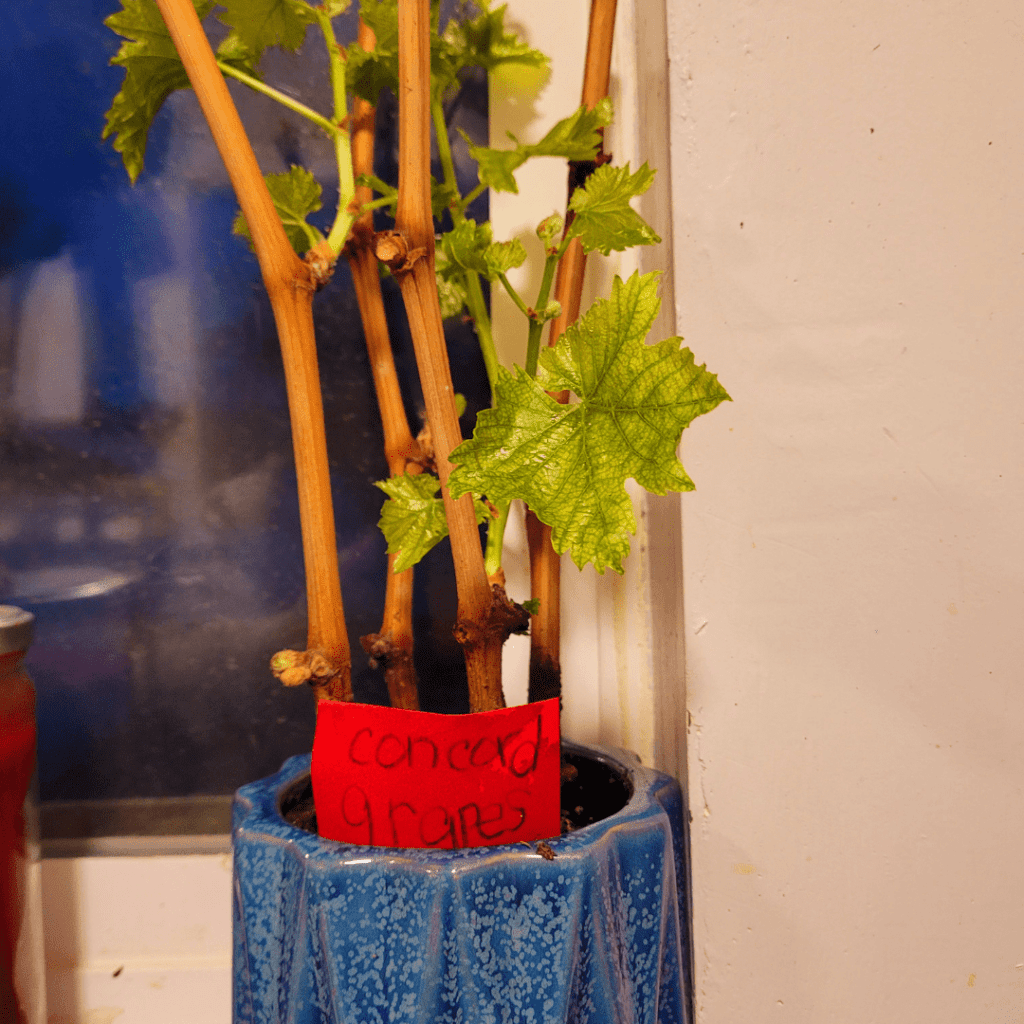 Image illustrates propagating and growing grapes.