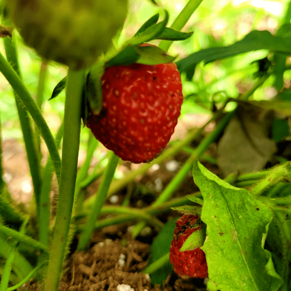 Image illustrates strawberry patch.