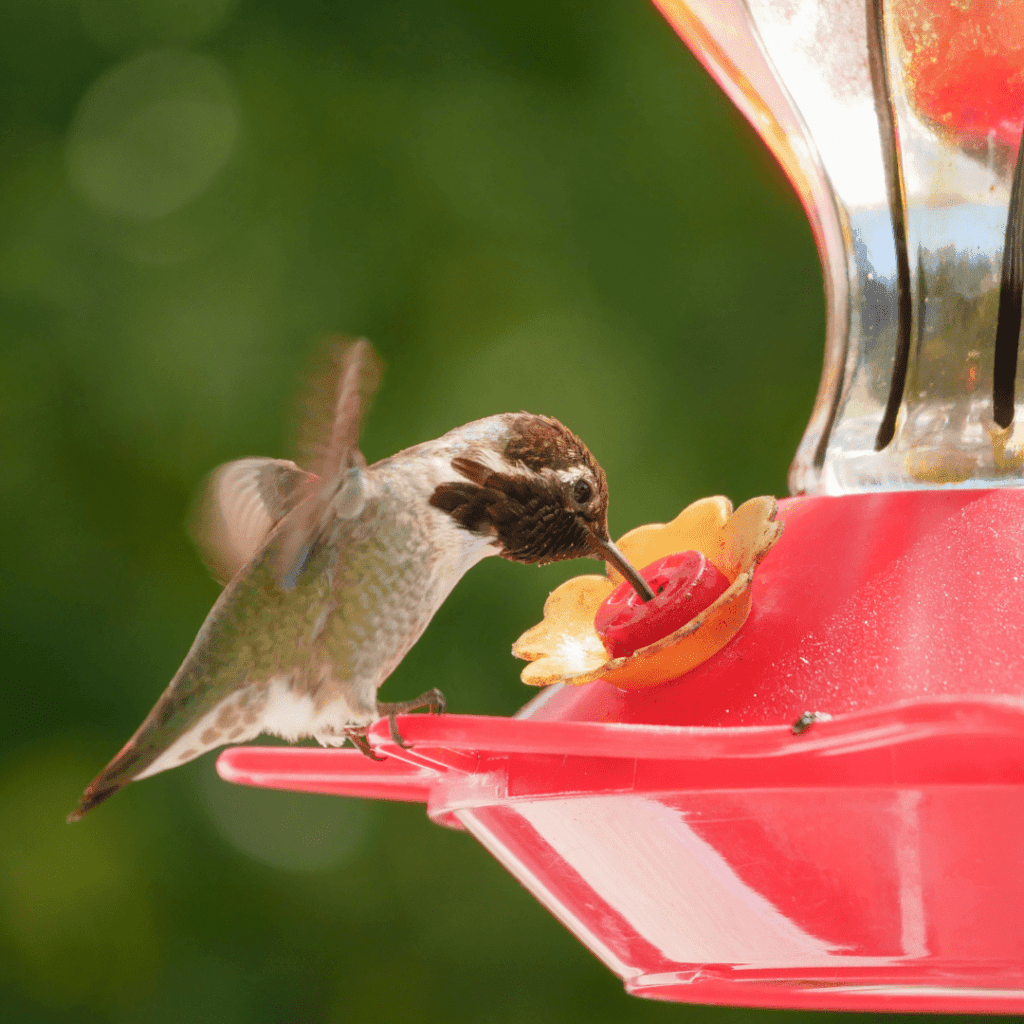 Image illustrates the best hummingbird feeders with bee guards.