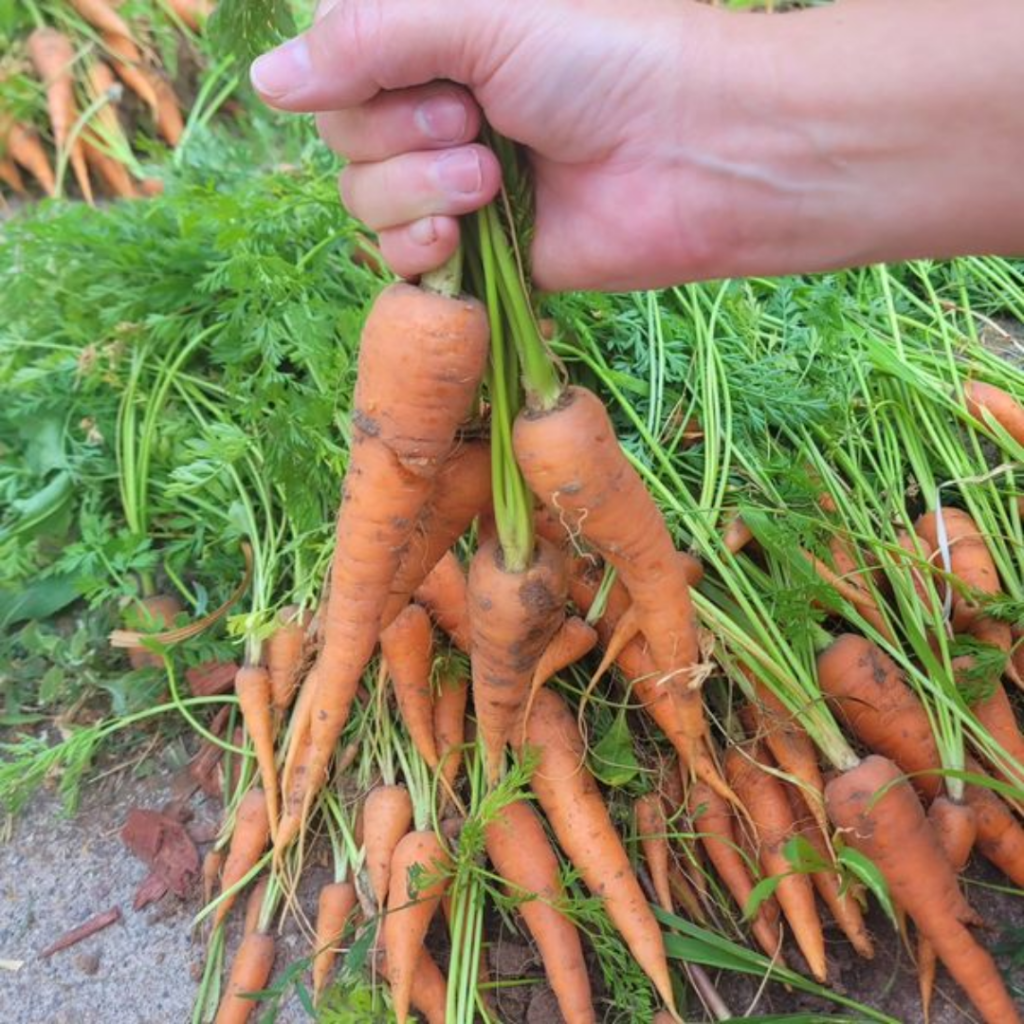 Image illustrates a carrot harvest from The Off Grid Barefoot Girl.