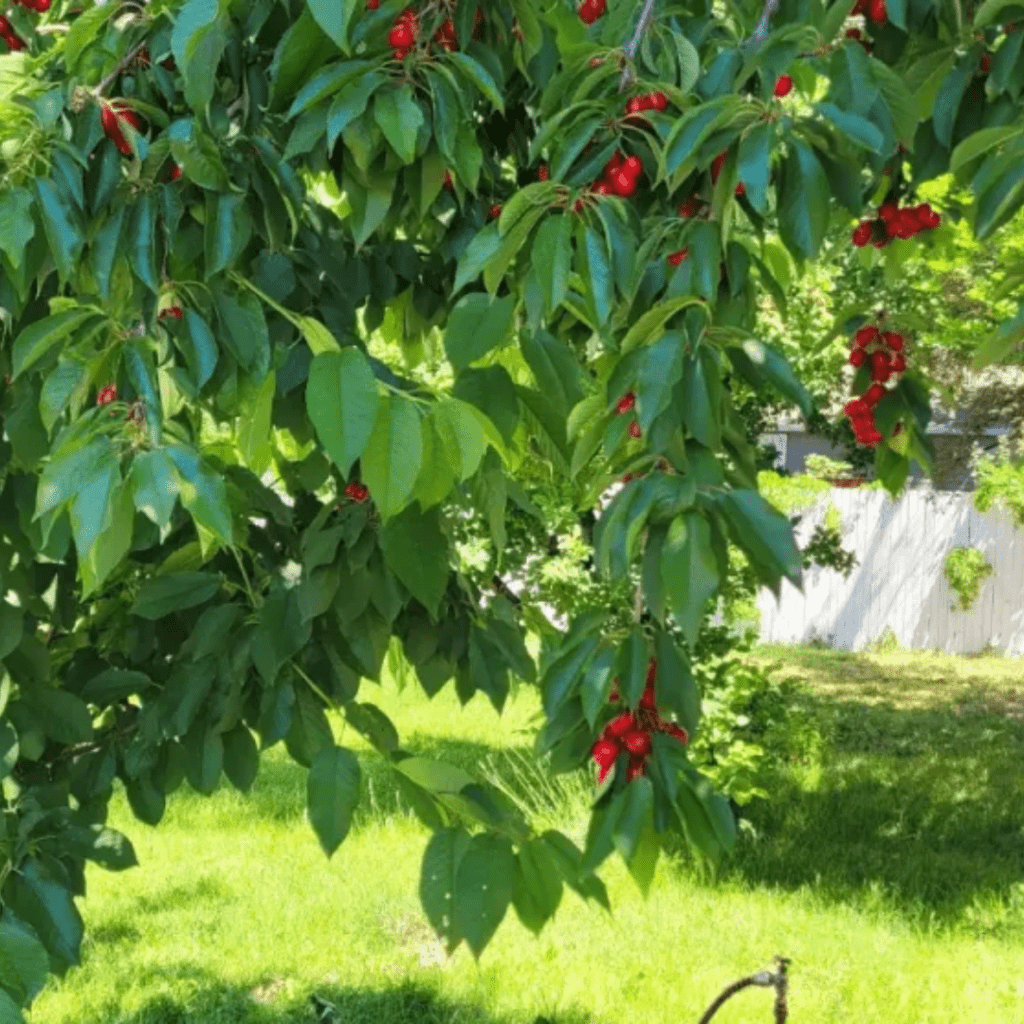 Image illustrates a cherry tree from The Off Grid Barefoot Girl.