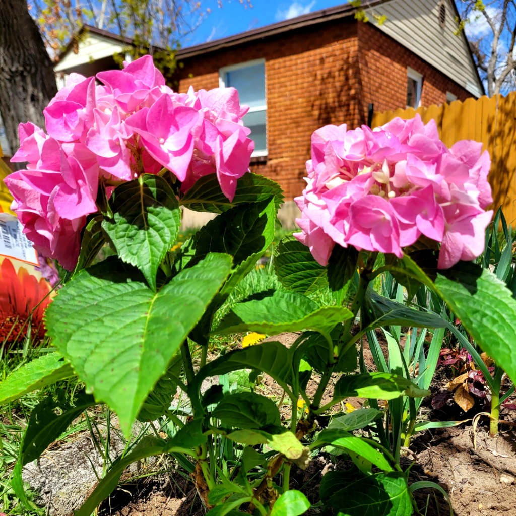 Image illustrates a cottage garden from The Off Grid Barefoot Girl.