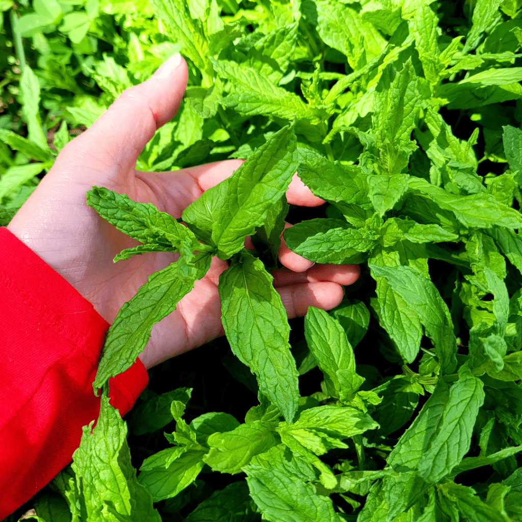 Image illustrates spearmint from The Off Grid Barefoot Girl.