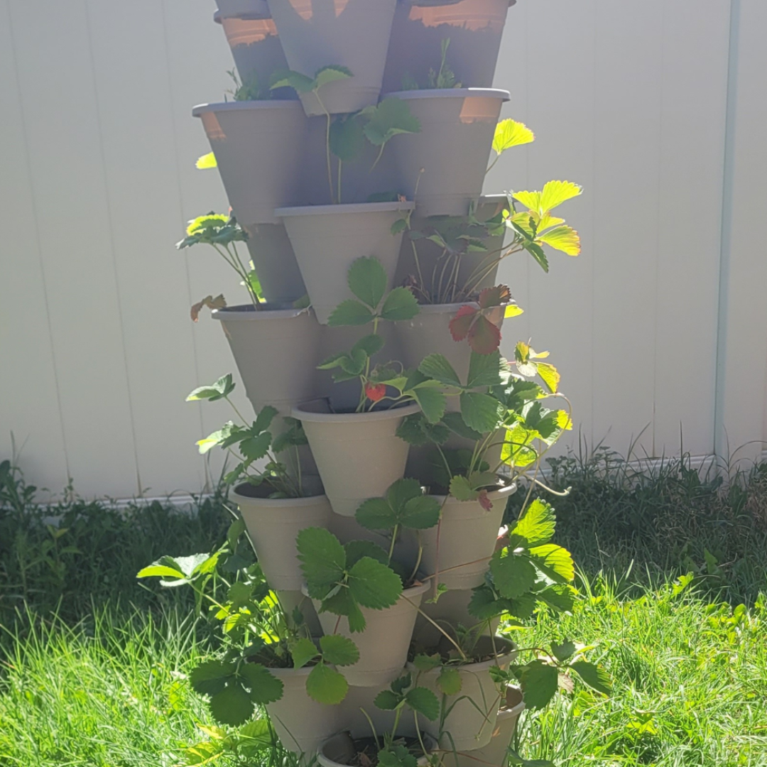 Image illustrates a Dollar Tree strawberry tower.