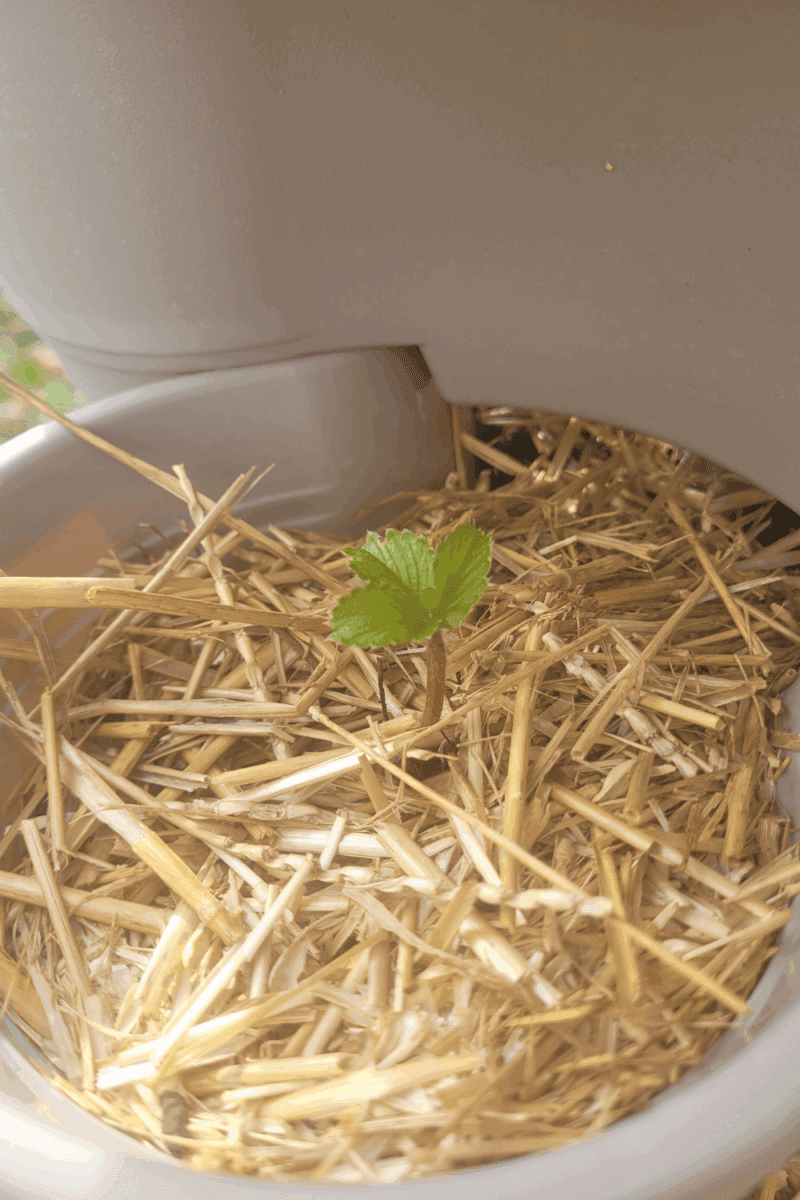 Image illustrates Dollar Tree planters.