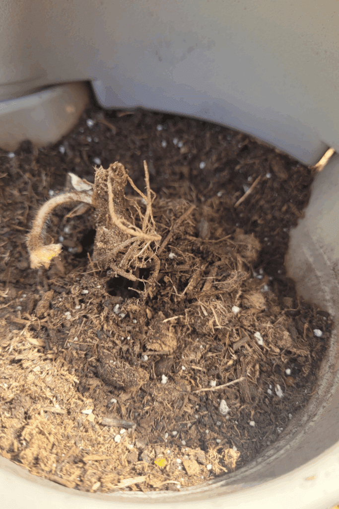 Image illustrates bareroot strawberries.