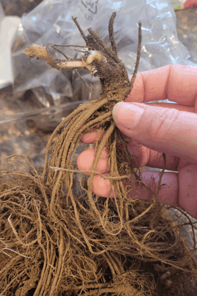 Image illustrates bareroot strawberries.