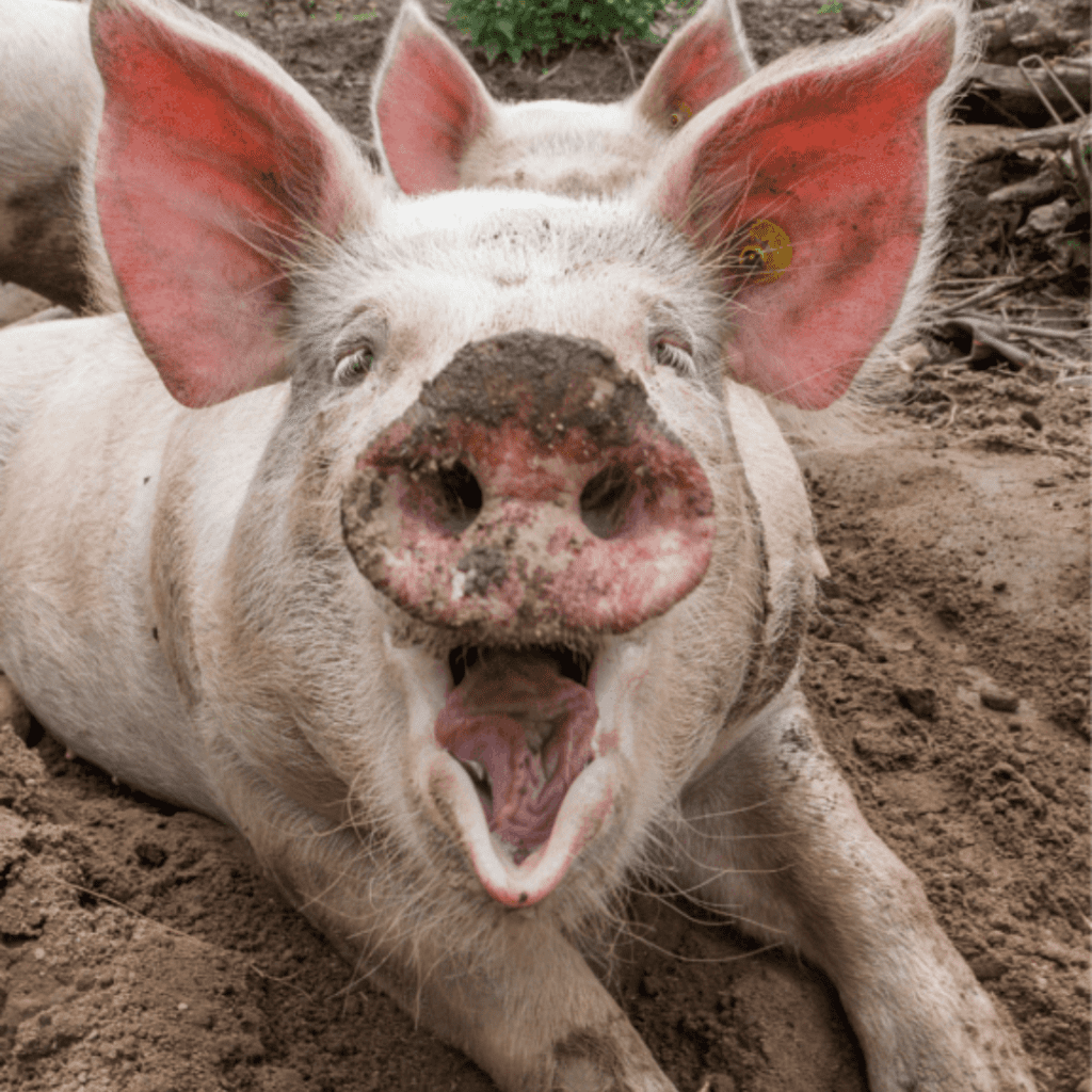 Image illustrates homesteading from The Off Grid Barefoot Girl.