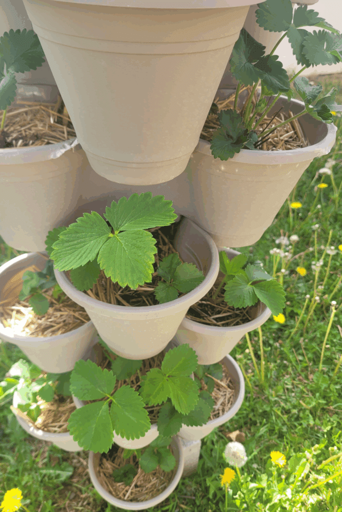 Image illustrates a Dollar Tree strawberry tower.