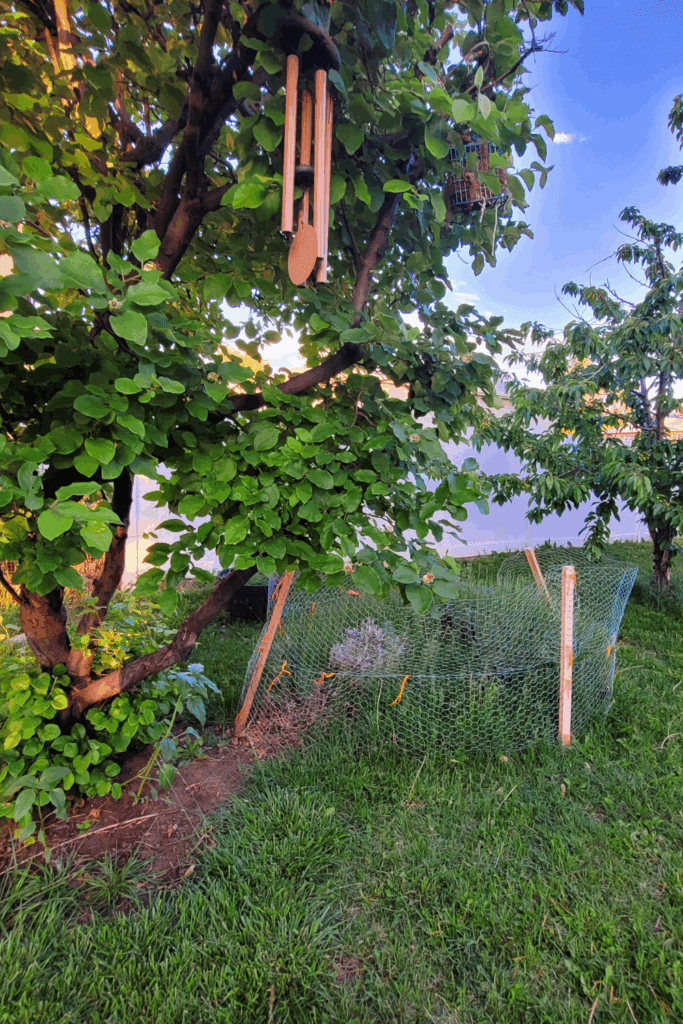 Image illustrates a backyard orchard with companion plants for fruit trees.