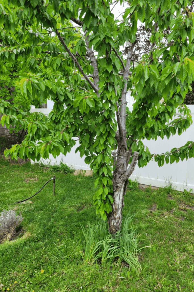 Image illustrates a backyard orchard with companion plants for fruit trees.