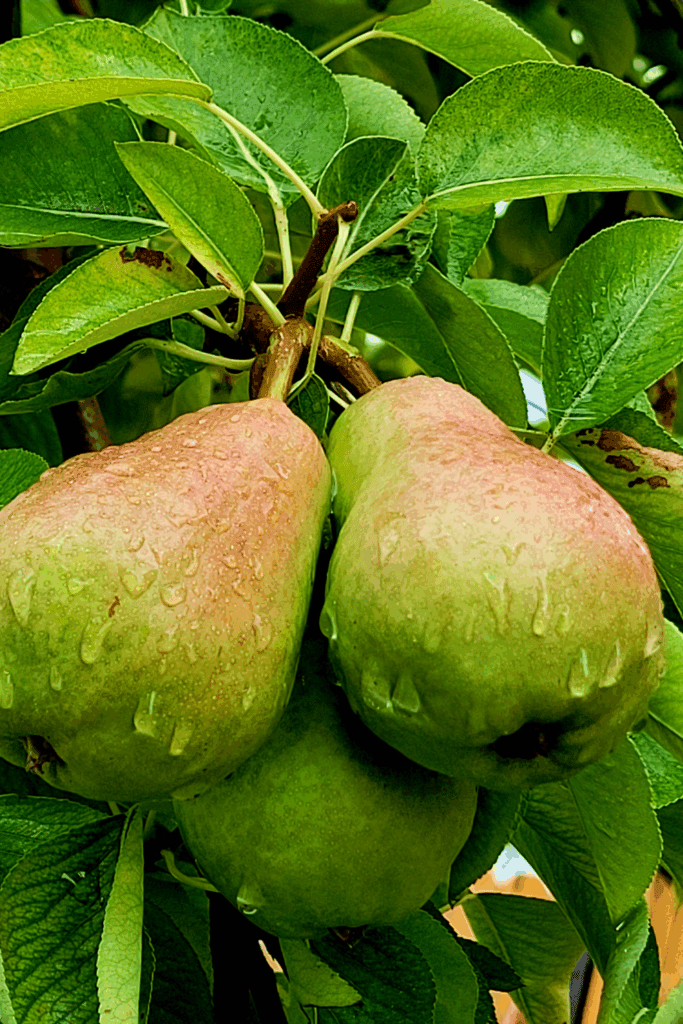 Image illustrates a backyard orchard with companion plants for fruit trees.