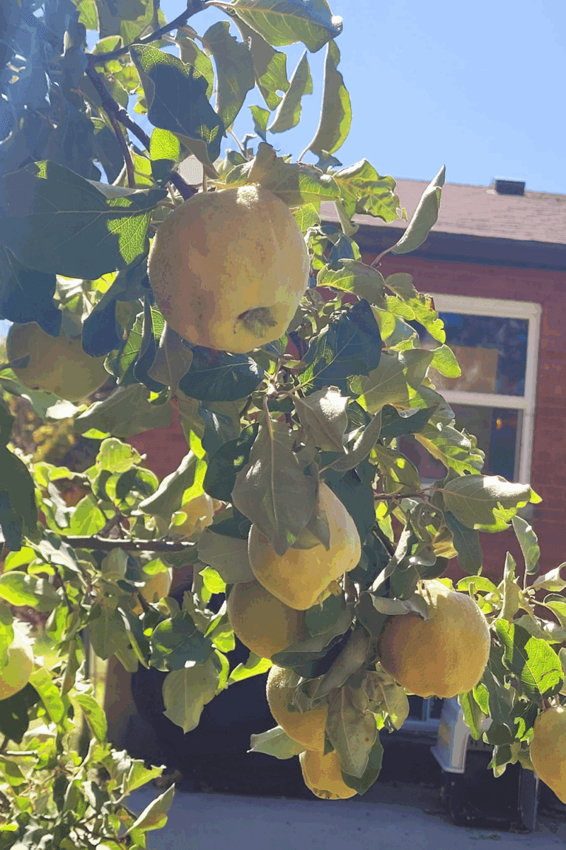 Image illustrates a backyard orchard with companion plants for fruit trees.