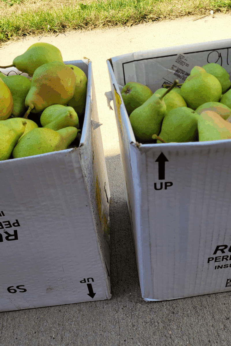 Image illustrates a pear harvest.