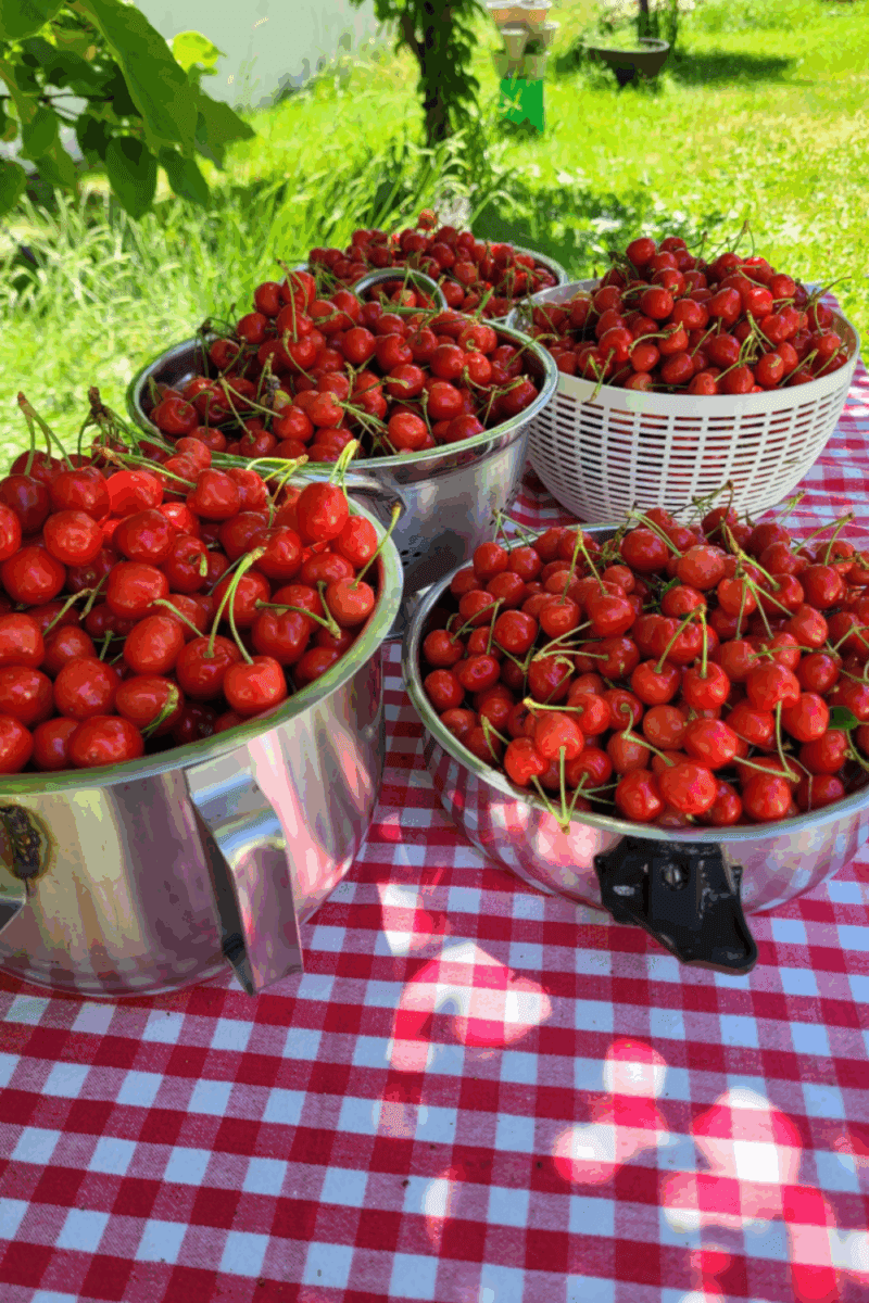 Image illustrates a cherry harvest.