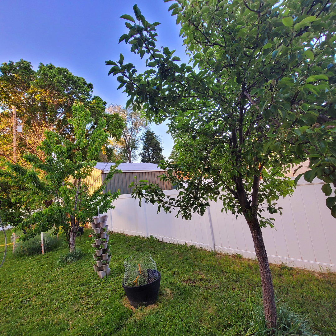 Why You Need to Start Micro-Orcharding in Your Backyard