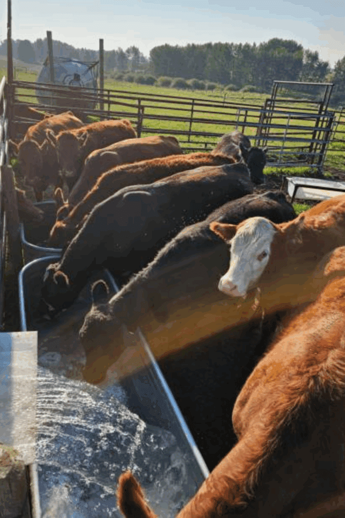 Image illustrates off-grid summer survival tips.