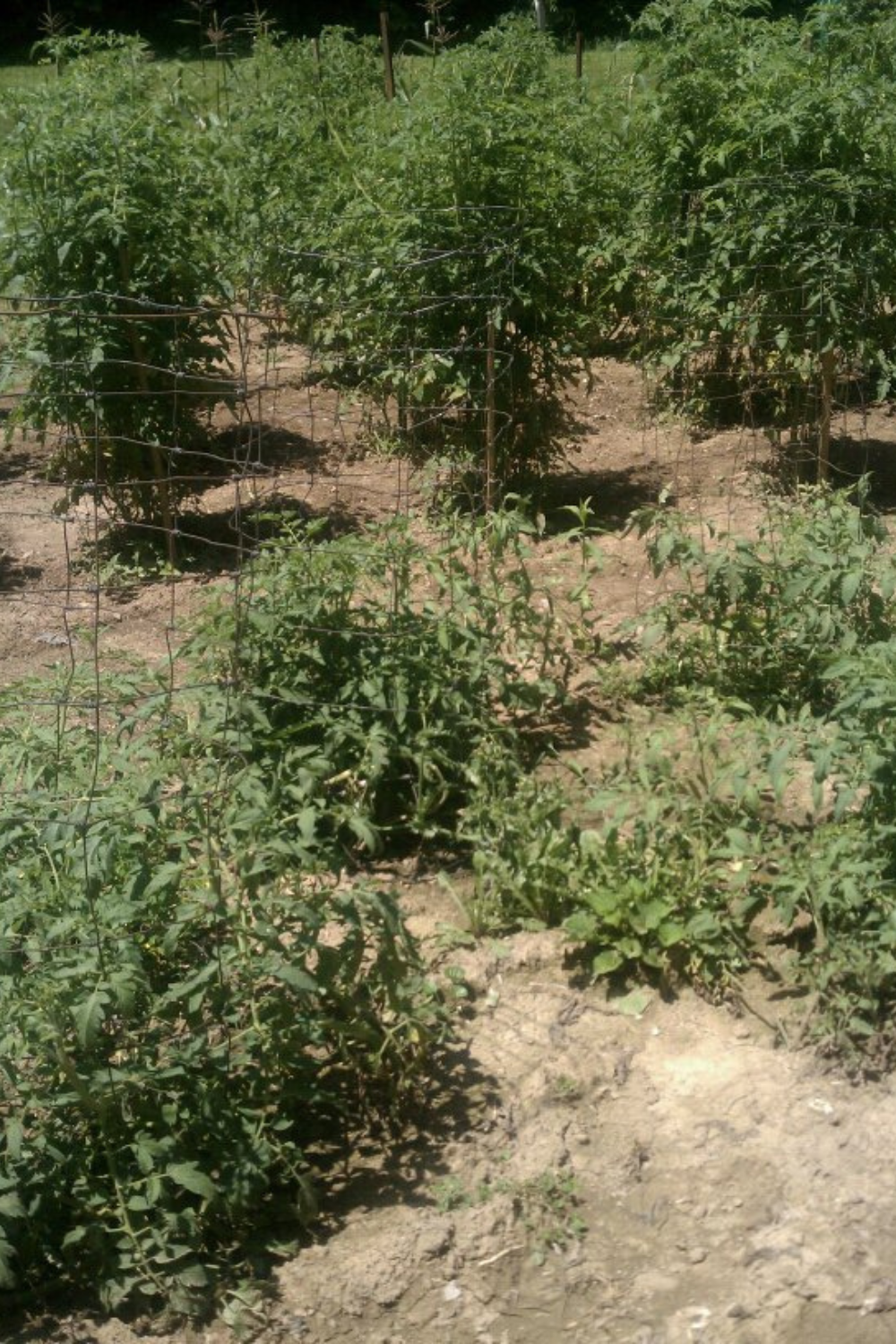 Image illustrates a garden.