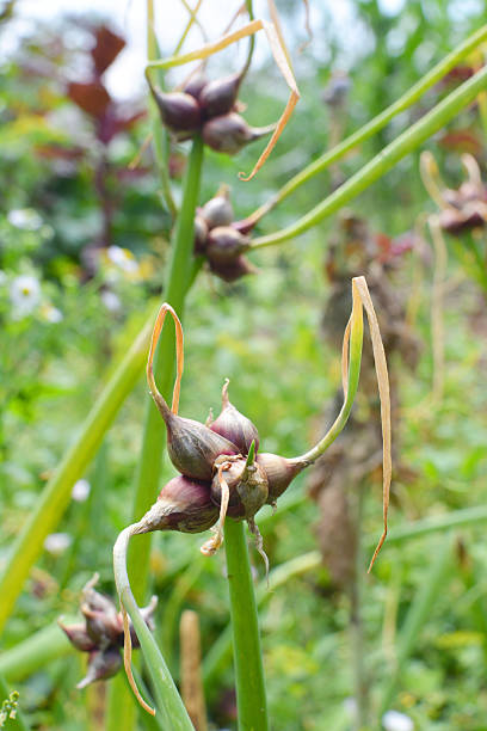 Image illustrates Egyptian walking onions.