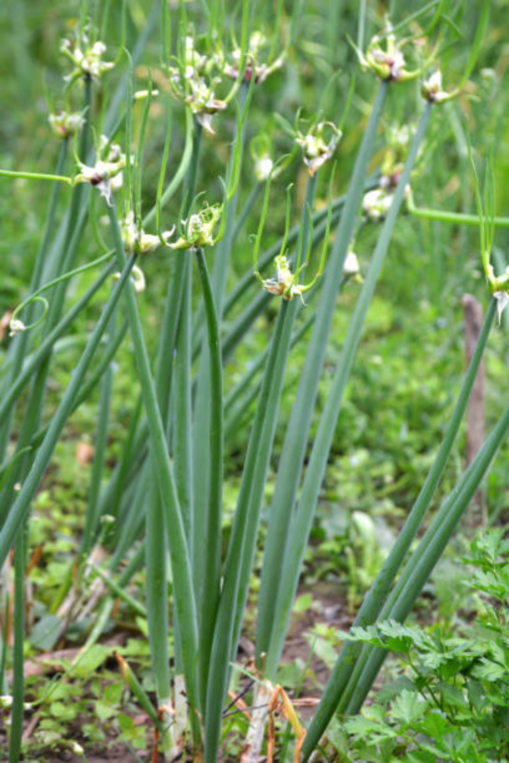 Image illustrates Egyptian walking onions.