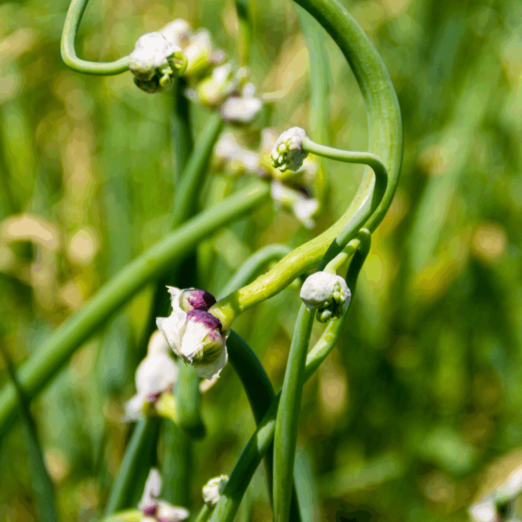Image illustrates Egyptian walking onions.