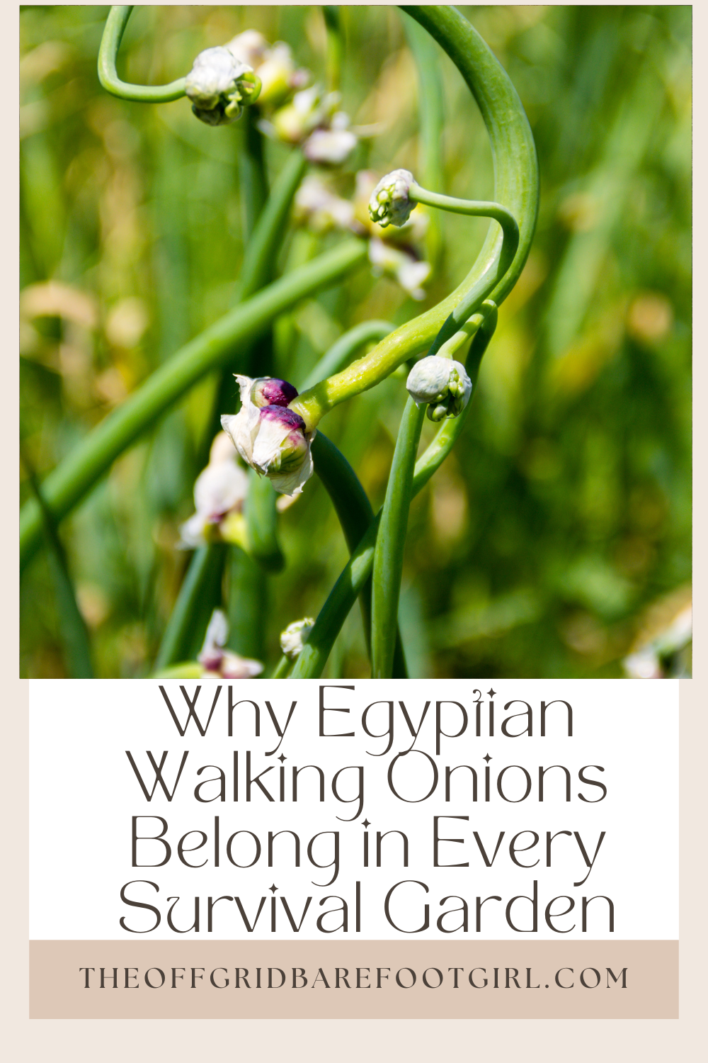 Image illustrates a Pinterest pin of Egyptian walking onions.