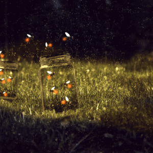 Image illustrates fireflies and lightning bugs.