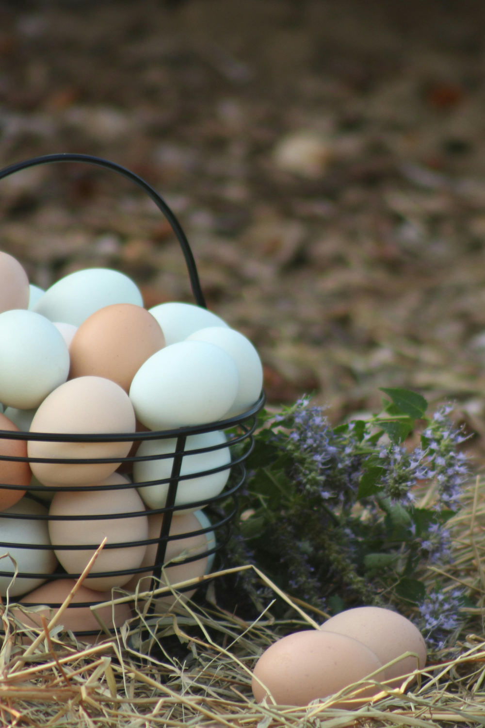 Image illustrates a basket of eggs demonstrating information for white chicken eggs vs brown.