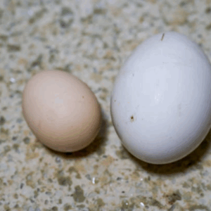 Image illustrates chicken eggs vs duck eggs.