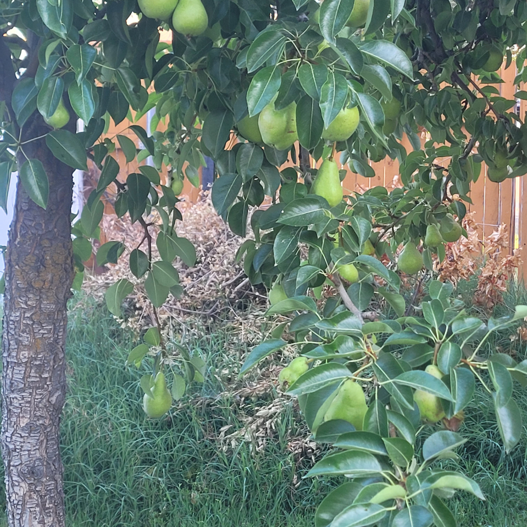 Image illustrates Becoming a Backyard Farmer book by The Off Grid Barefoot Girl.