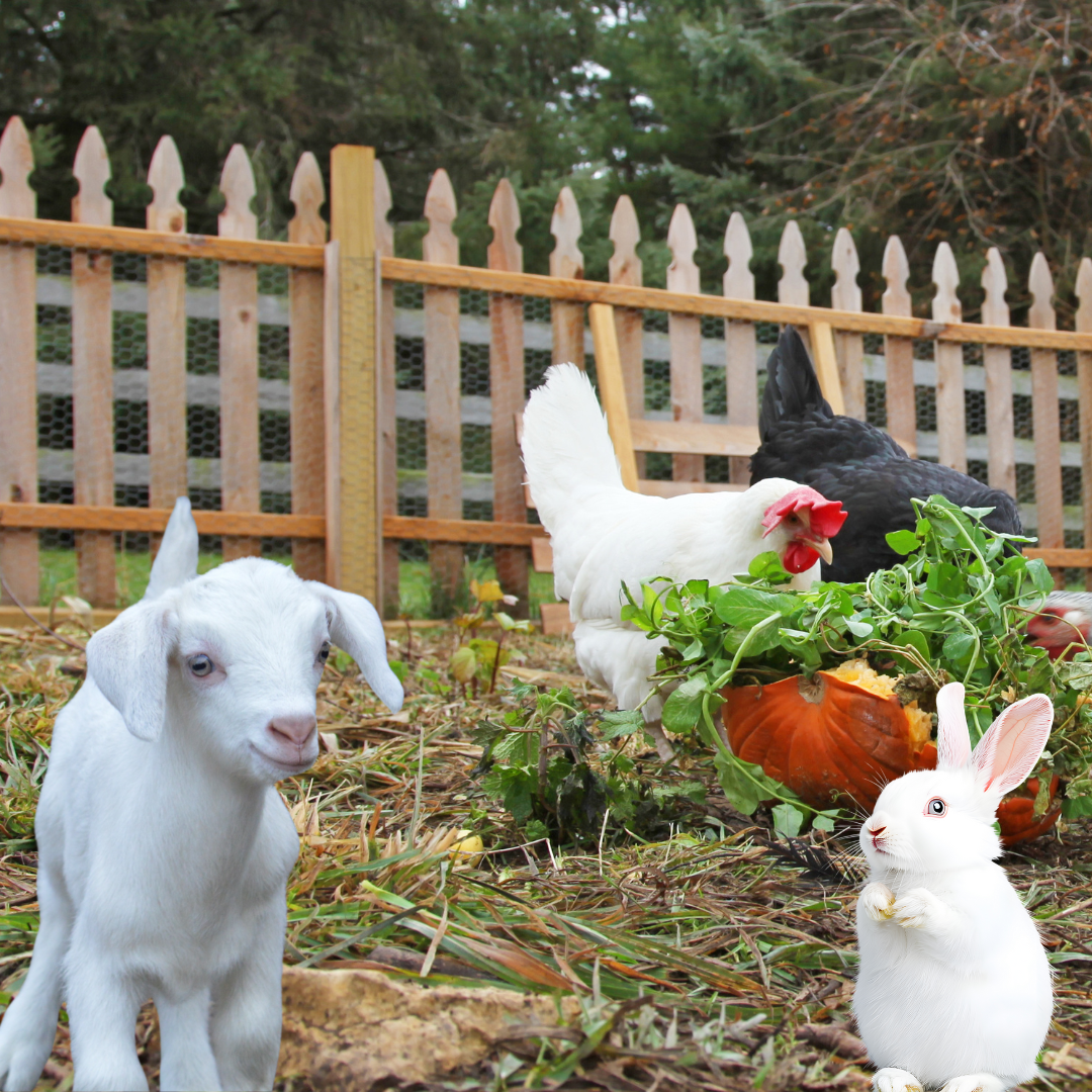 Image illustrates Becoming a Backyard Farmer book by The Off Grid Barefoot Girl.
