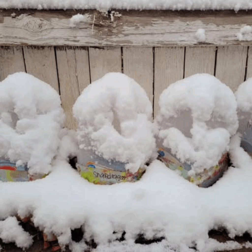 Image illustrates milk jugs in snow for winter sowing.
