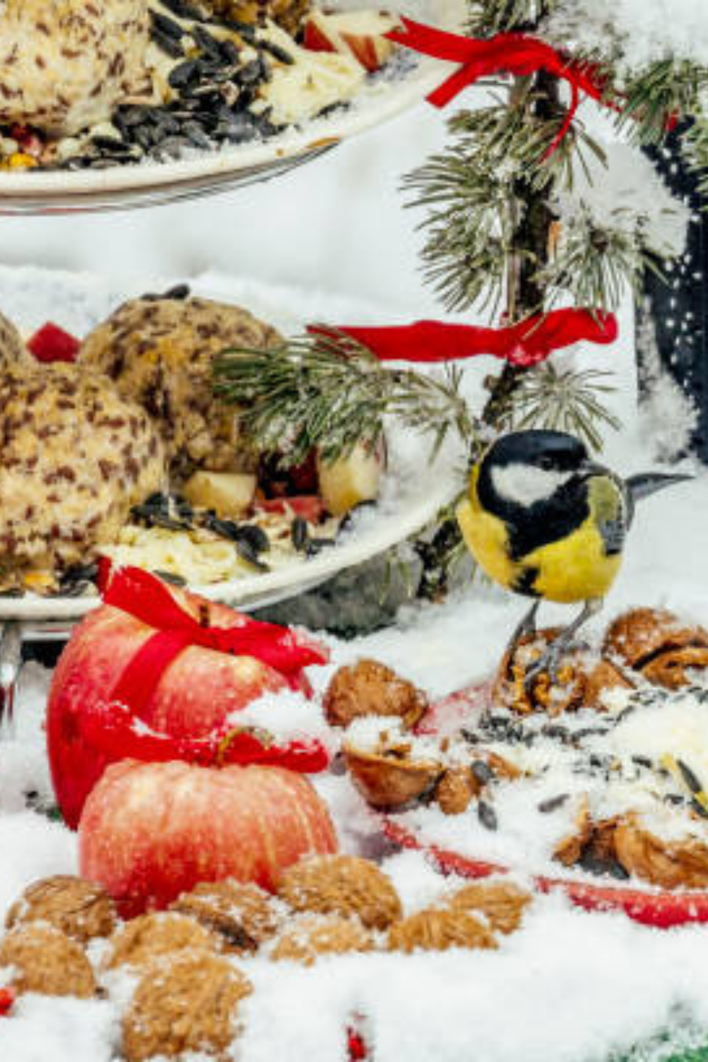 Image illustrates winter bird feeders.