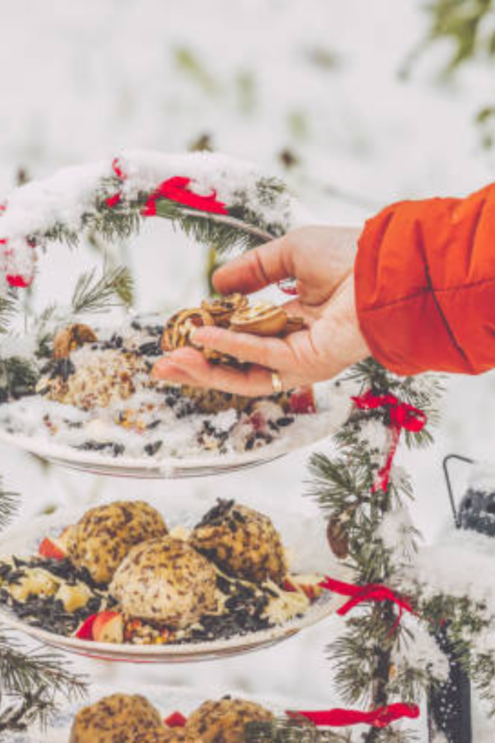 Image illustrates winter bird feeders.