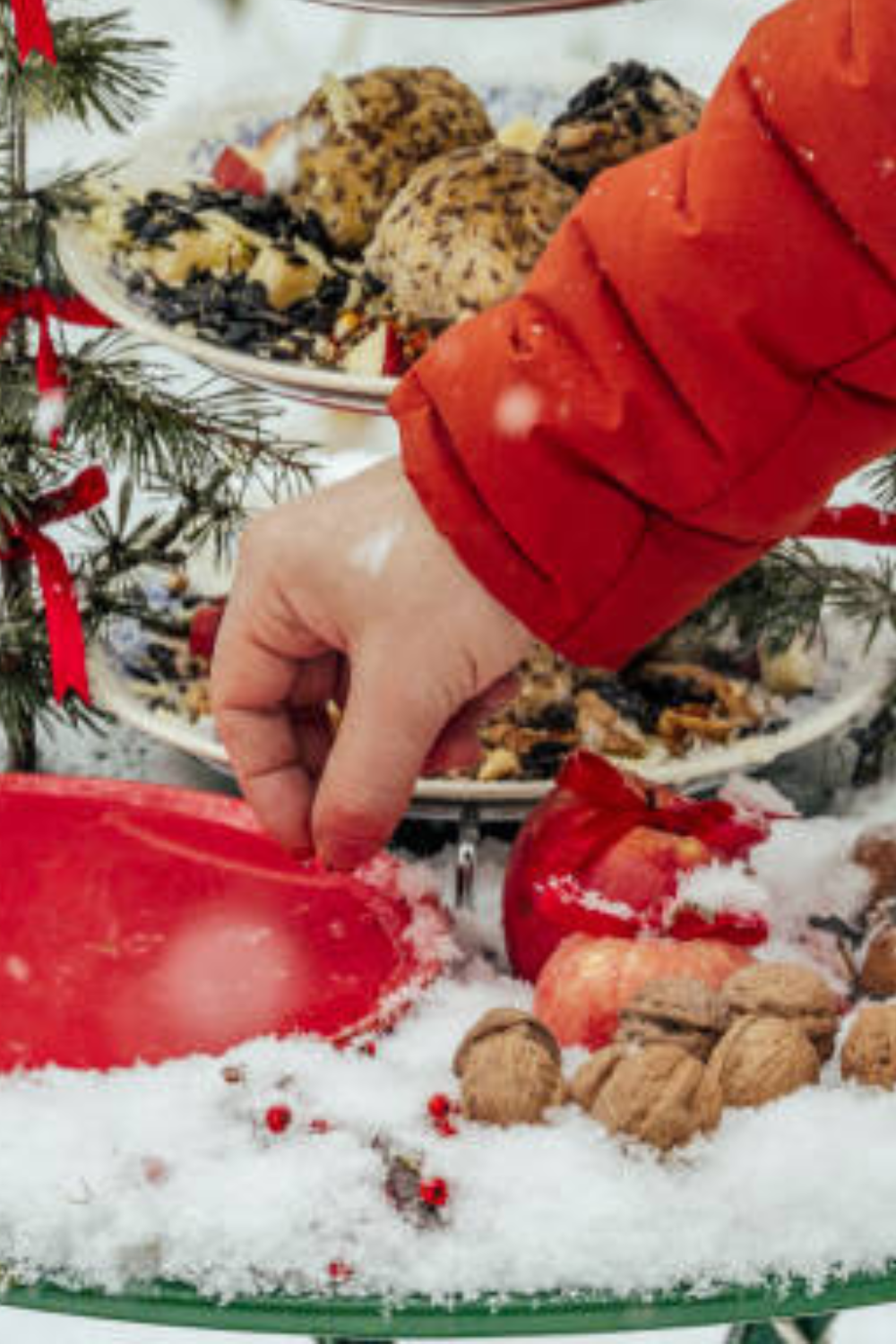 Image illustrates winter bird feeders.