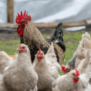 Image illustrates chickens for homesteading blogs.