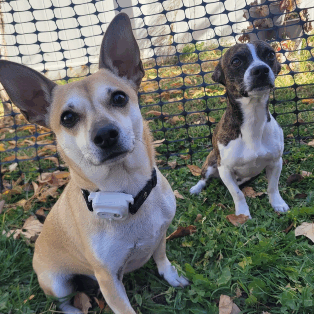 Image illustrates a garden fence hack.