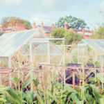 Image illustrates a greenhouse.