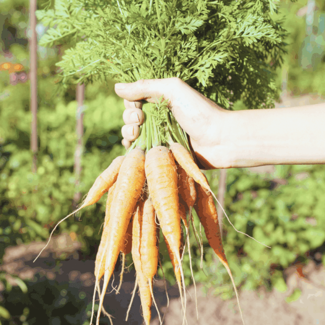 Image illustrates carrots