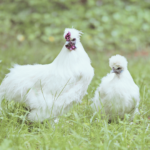 Image illustrates chickens for homesteading.
