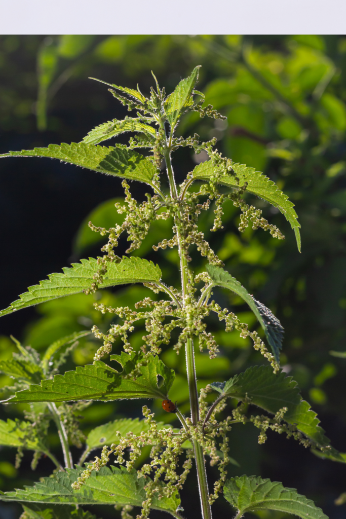 Image illustrates stinging nettle tea.