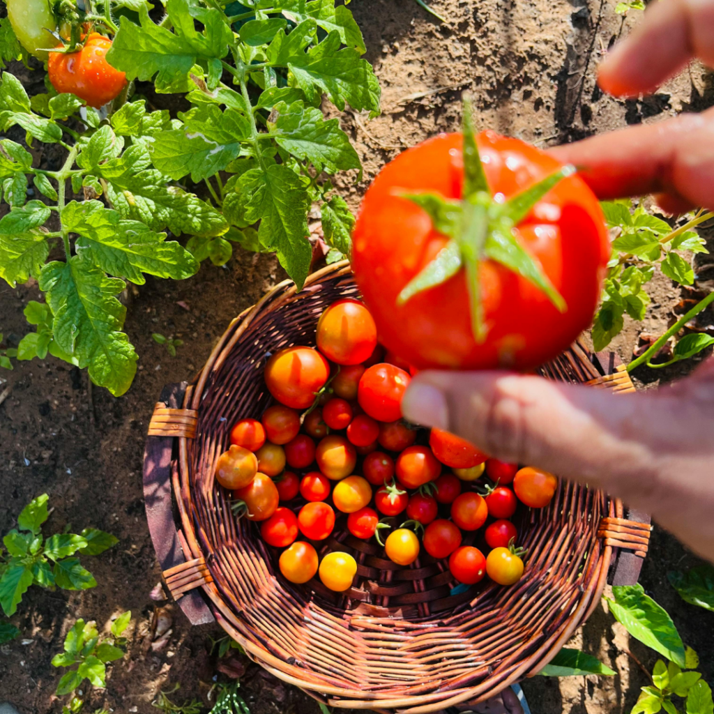 Image illustrate backyard food growing tools.