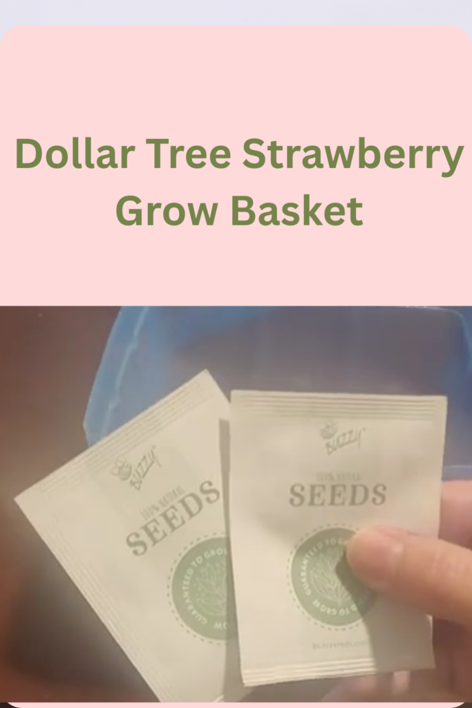 Image illustrates growing alpine strawberries with Dollar Tree.