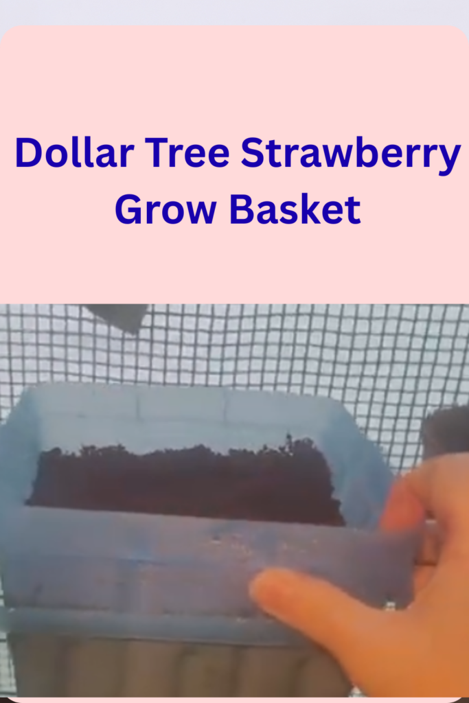Image illustrates growing alpine strawberries with Dollar Tree.