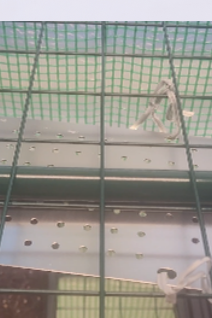 Image illustrates indoor seed-starting setup.